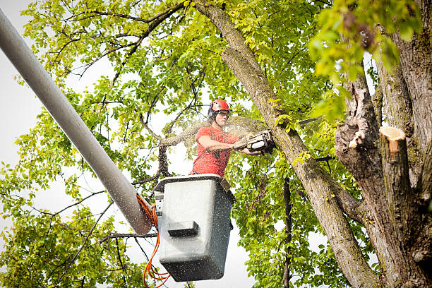 Best Large Tree Removal  in Los Altos Hills, CA